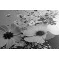 CANVAS PRINT MEADOW OF SPRING FLOWERS IN BLACK AND WHITE - BLACK AND WHITE PICTURES - PICTURES