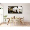 CANVAS PRINT ORCHID AND A BUTTERFLY - PICTURES FLOWERS - PICTURES