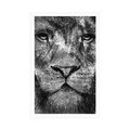 POSTER BLACK AND WHITE LION FACE - BLACK AND WHITE - POSTERS