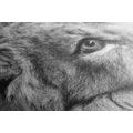 CANVAS PRINT OF A CUTE LION IN BLACK AND WHITE - BLACK AND WHITE PICTURES - PICTURES