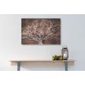 PICTURE OF A TREE CROWN ON A WOODEN BACKGROUND - PICTURES OF TREES AND LEAVES - PICTURES