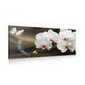 CANVAS PRINT ORCHID AND A BUTTERFLY - PICTURES FLOWERS - PICTURES