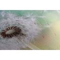 CANVAS PRINT MAGICAL DANDELION - PICTURES FLOWERS - PICTURES