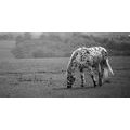 CANVAS PRINT HORSE ON A MEADOW IN BLACK AND WHITE - BLACK AND WHITE PICTURES - PICTURES