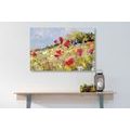 CANVAS PRINT PAINTED POPPIES IN A MEADOW - PICTURES FLOWERS - PICTURES