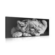 CANVAS PRINT OF A CUTE LION IN BLACK AND WHITE - BLACK AND WHITE PICTURES - PICTURES