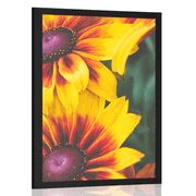 POSTER ATTRACTIVE TWO-TONE FLOWERS - FLOWERS - POSTERS
