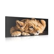 CANVAS PRINT OF A CUTE LION - PICTURES OF ANIMALS - PICTURES