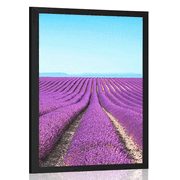 POSTER ENDLESS LAVENDER FIELD - NATURE - POSTERS