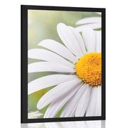 POSTER DAISY FLOWERS - FLOWERS - POSTERS