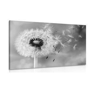 CANVAS PRINT MAGICAL DANDELION IN BLACK AND WHITE - BLACK AND WHITE PICTURES - PICTURES
