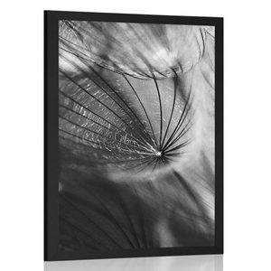 POSTER BEAUTIFUL DANDELION IN BLACK AND WHITE - BLACK AND WHITE - POSTERS