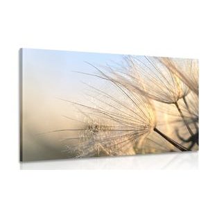 CANVAS PRINT DANDELION IN A FIELD AT SUNRISE - PICTURES FLOWERS - PICTURES