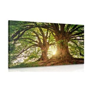 CANVAS PRINT MAJESTIC TREES - PICTURES OF NATURE AND LANDSCAPE - PICTURES