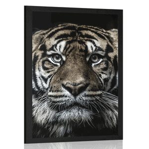 POSTER TIGER - ANIMALS - POSTERS
