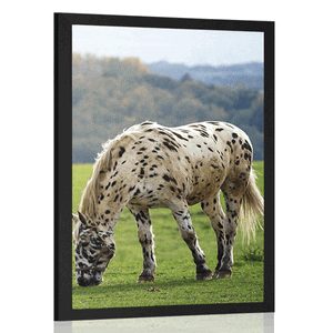 POSTER HORSE ON THE MEADOW - ANIMALS - POSTERS