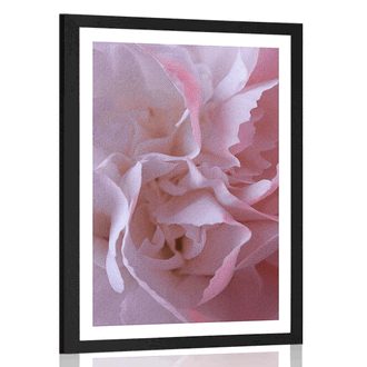POSTER WITH MOUNT PETALS OF CARNATION - FLOWERS - POSTERS