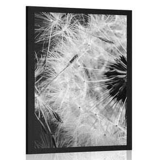 POSTER DANDELION SEED IN BLACK AND WHITE - BLACK AND WHITE - POSTERS