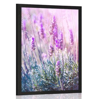 POSTER MAGICAL LAVENDER FLOWERS - FLOWERS - POSTERS
