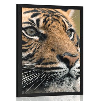 POSTER BENGAL TIGER - ANIMALS - POSTERS