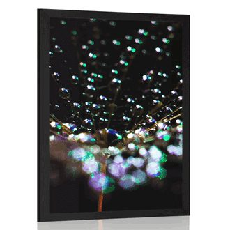 POSTER DROPS OF WATER ON A DANDELION - FLOWERS - POSTERS