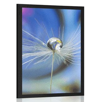 POSTER DEW DROP ON A COLORED BACKGROUND - FLOWERS - POSTERS