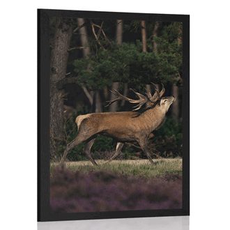 POSTER MAJESTIC DEER - ANIMALS - POSTERS