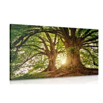 CANVAS PRINT MAJESTIC TREES - PICTURES OF NATURE AND LANDSCAPE - PICTURES