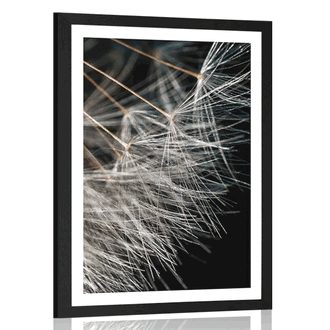 POSTER WITH MOUNT BEAUTY OF THE DANDELION - FLOWERS - POSTERS