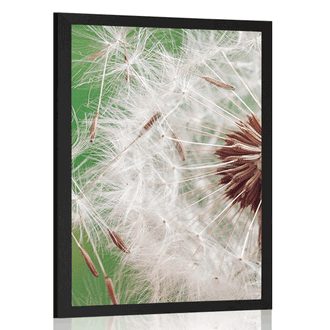 POSTER DETAIL OF A DANDELION - FLOWERS - POSTERS