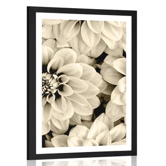 POSTER WITH MOUNT DAHLIA FLOWERS IN SEPIA DESIGN - BLACK AND WHITE - POSTERS