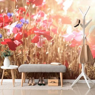SELF ADHESIVE WALL MURAL SUN-DRENCHED POPPY - SELF-ADHESIVE WALLPAPERS - WALLPAPERS