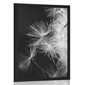 POSTER DETAIL OF A DANDELION IN BLACK AND WHITE - BLACK AND WHITE - POSTERS