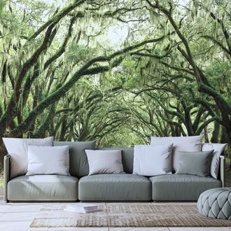 WALL MURAL TREES IN EMBRACE - WALLPAPERS NATURE - WALLPAPERS