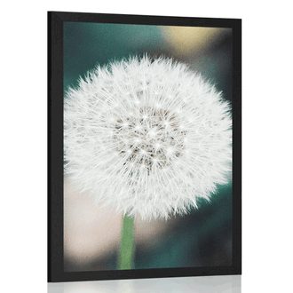POSTER WHITE FLUFFY DANDELION HAT - FLOWERS - POSTERS