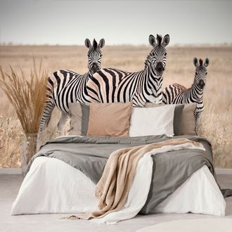 SELF ADHESIVE WALL MURAL THREE ZEBRAS IN THE SAVANNAH - SELF-ADHESIVE WALLPAPERS - WALLPAPERS