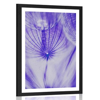 POSTER WITH MOUNT DANDELION IN PURPLE DESIGN - FLOWERS - POSTERS