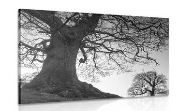 CANVAS PRINT SYMBIOSIS OF TREES IN BLACK AND WHITE - BLACK AND WHITE PICTURES - PICTURES