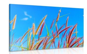 CANVAS PRINT WILD GRASS UNDER A BLUE SKY - PICTURES OF NATURE AND LANDSCAPE - PICTURES