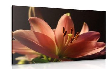 CANVAS PRINT BEAUTIFUL PINK LILY ON A BLACK BACKGROUND - PICTURES FLOWERS - PICTURES