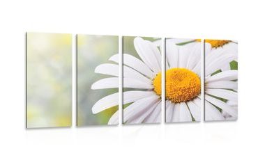 5-PIECE CANVAS PRINT DAISY FLOWERS - PICTURES FLOWERS - PICTURES