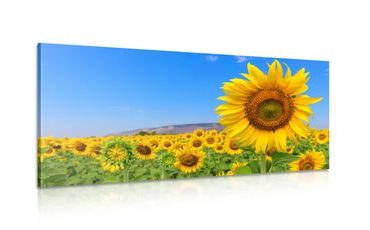 CANVAS PRINT SUNFLOWER FIELD - PICTURES FLOWERS - PICTURES