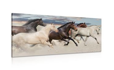CANVAS PRINT HERD OF HORSES - PICTURES OF ANIMALS - PICTURES