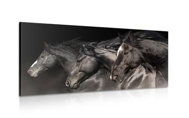 CANVAS PRINT THREE GALLOPING HORSES - PICTURES OF ANIMALS - PICTURES