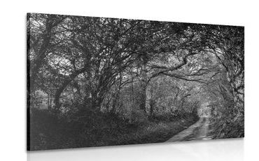CANVAS PRINT BLACK AND WHITE FOREST - BLACK AND WHITE PICTURES - PICTURES