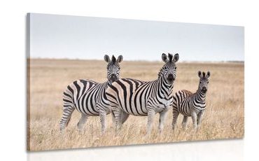 CANVAS PRINT THREE ZEBRAS IN THE SAVANNAH - PICTURES OF ANIMALS - PICTURES