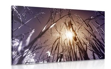 CANVAS PRINT FIELD GRASS - PICTURES OF NATURE AND LANDSCAPE - PICTURES
