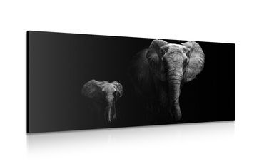 CANVAS PRINT BABY ELEPHANT AND ELEPHANTESS - BLACK AND WHITE PICTURES - PICTURES