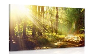 CANVAS PRINT SUN RAYS IN THE FOREST - PICTURES OF NATURE AND LANDSCAPE - PICTURES