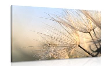 CANVAS PRINT DANDELION IN A FIELD AT SUNRISE - PICTURES FLOWERS - PICTURES